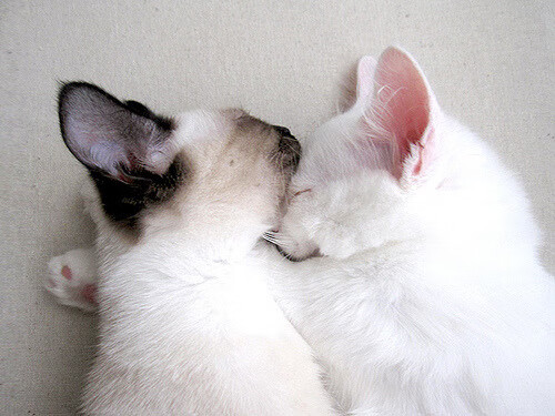 北欧神话终结枫叶传奇，伊布关键一击，瑞典终结加拿大不败金梦